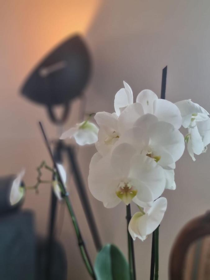 Wellness Ferienhaus メッヒャーニッヒ エクステリア 写真